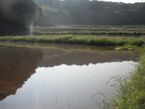 鹿島パラダイス田んぼの様子