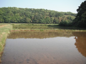 鹿嶋市田んぼの様子